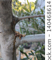 Traces of damage caused by the olive tree weevil. 140468614