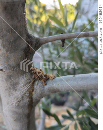 Traces of damage caused by the olive tree weevil. Traces of damage caused by the olive tree weevil. 140468614