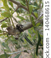 Olive weevil 140468615