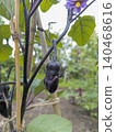 Eggplant in its growth stage 140468616