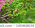 Japanese rose buds (spring, May) 140468638