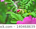 Japanese rose buds (spring, May) 140468639