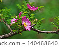 Pink rose blossoms (spring, May) 140468640