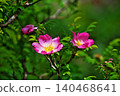 Pink rose blossoms (spring, May) 140468641
