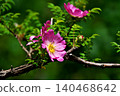 Pink rose blossoms (spring, May) 140468642