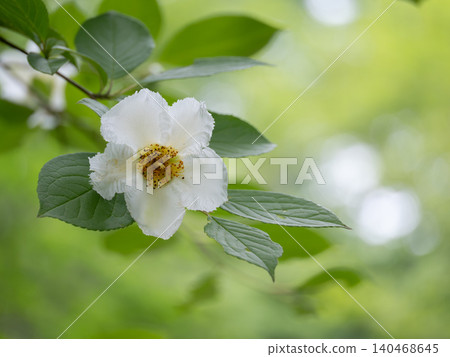 Summer camellias in the early summer forest Summer camellias in the early summer forest 140468645