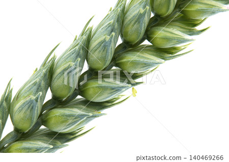 Close-up of a young green wheat ear with developing grains and delicate awns 140469266