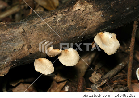 Light brown oyster mushrooms lined up on a decaying branch (Japanese natural fungi/mushroom ecology macro photography) Light brown oyster mushrooms lined up on a decaying branch (Japanese natural fungi/mushroom ecology macro photography) 140469292