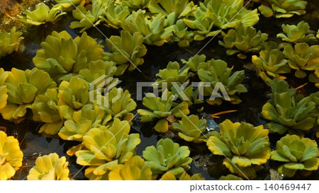 Water Lettuce Plants Floating on Pond Surface 140469447