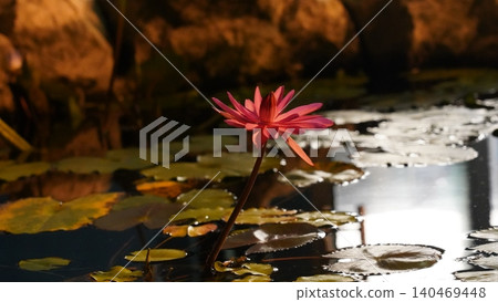 Red Water Lily Bloom in a Pond Reflection 140469448