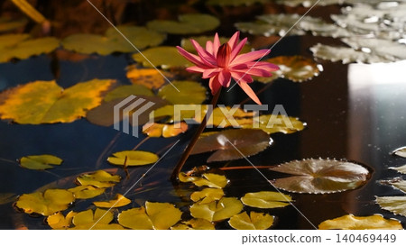 Water Lily Pond with Beautiful Nymphaea 140469449