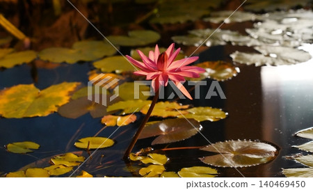 Pink Water Lily Floating in a Pond Still Life 140469450