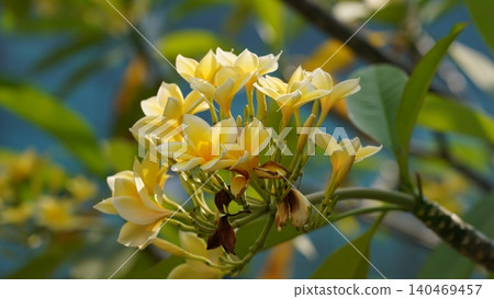 Beautiful Plumeria Flowers in Bloom Frangipani 140469457