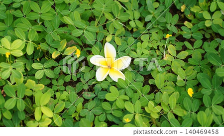 Plumeria Blossom Amidst Arachis pintoi Foliage 140469458