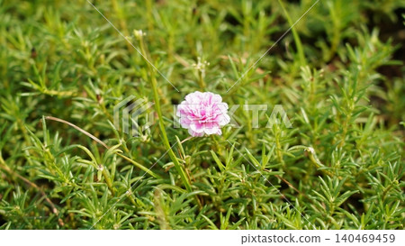 Pink Portulaca Grandiflora Flower in a Green Field 140469459