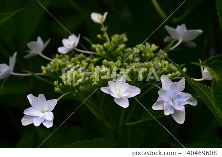 一朵重瓣繡球花從黑暗中探出頭來，特寫鏡頭展現了這一幕。 140469608