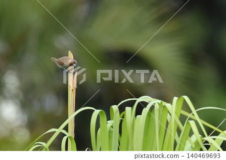 Animals - Birds - The striped mukauna is often seen in the northern part of Okinawa Island. 140469693