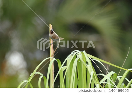 Living creatures, birds: A striped muskrel, Yanbaru in May. Flying around human settlements, carrying nesting material. Living creatures, birds: A striped muskrel, Yanbaru in May. Flying around human settlements, carrying nesting material. 140469695