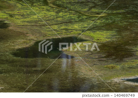 新鮮的綠色植物和苔蘚反射在水面上 140469749