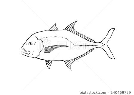 巨型鰺魚插圖;鹹水魚線條畫;野外指南風格。 巨型鰺魚插圖;鹹水魚線條畫;野外指南風格。 140469759