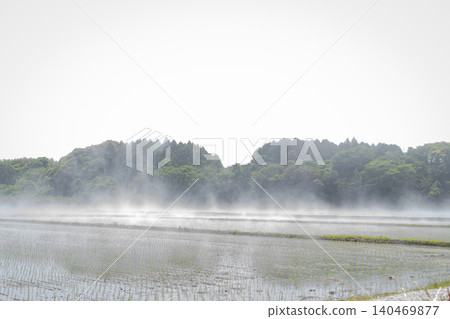 Mist rising over rice paddies; fog; sea fog; ground fog; steam fog; weather; rice paddies Mist rising over rice paddies; fog; sea fog; ground fog; steam fog; weather; rice paddies 140469877