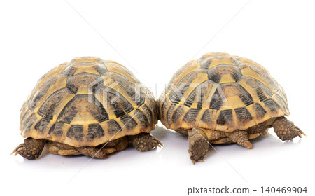 Testudo hermanni tortoise 140469904