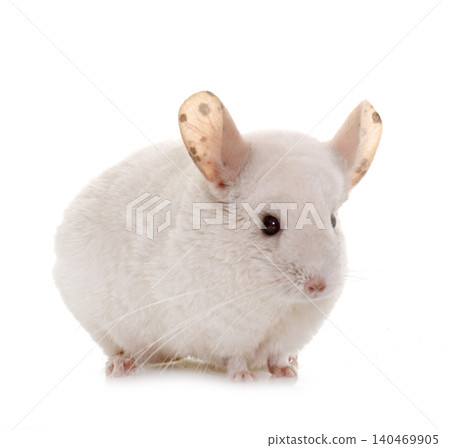chinchilla in studio chinchilla in studio 140469905