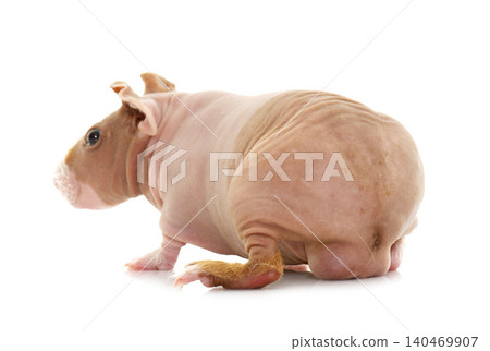 skinny guinea pig skinny guinea pig 140469907