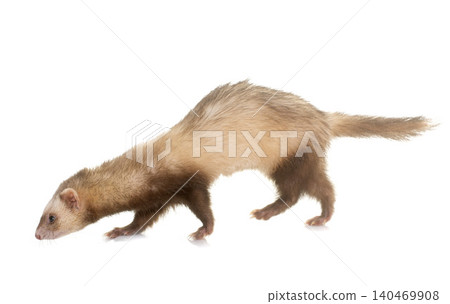 ferret in studio ferret in studio 140469908
