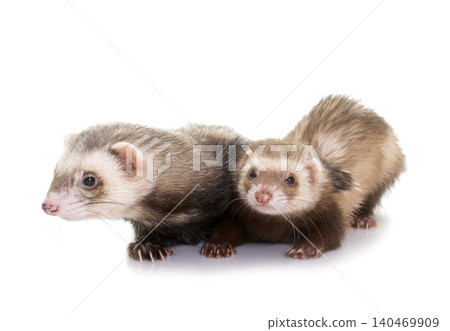 ferrets in studio ferrets in studio 140469909
