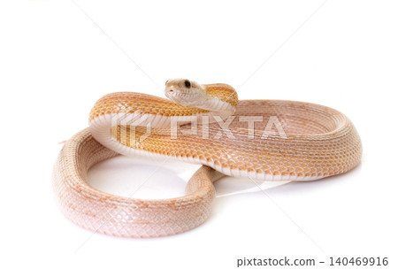 corn snake in studio corn snake in studio 140469916