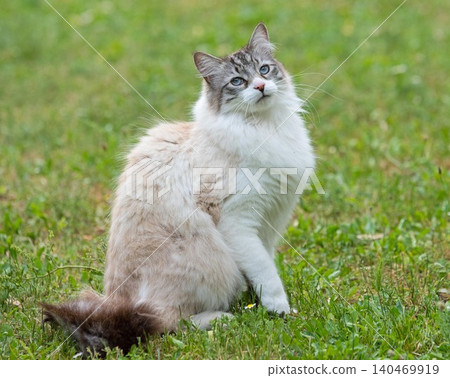 ragdoll cat in garden ragdoll cat in garden 140469919