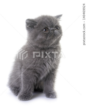 exotic shorthair kitten in studio exotic shorthair kitten in studio 140469924