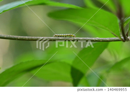 A close-up of a tiny caterpillar (hairy caterpillar) walking on a branch with fresh green leaves. 140469955