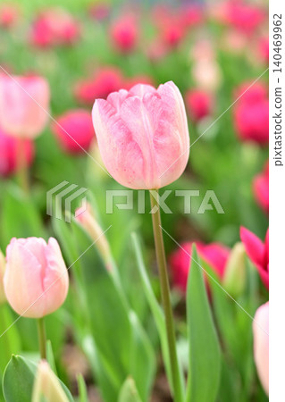 A field of tulips in full bloom and lovely pink flowers. A field of tulips in full bloom and lovely pink flowers. 140469962