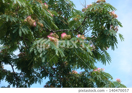 Silk trees in full bloom Silk trees in full bloom 140470057