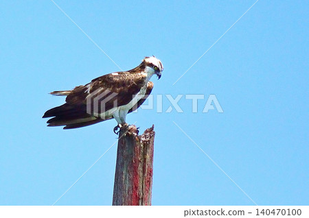 Sea of Japan, Osprey Sea of Japan, Osprey 140470100