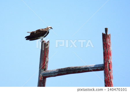 Sea of Japan, Osprey Sea of Japan, Osprey 140470101