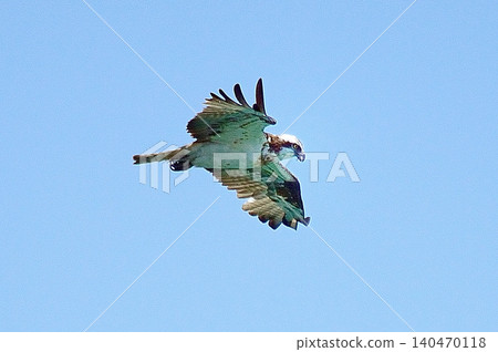 Sea of Japan, Osprey Sea of Japan, Osprey 140470118