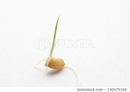 Rice seeds that have germinated and entered the greening stage. Rice seeds that have germinated and entered the greening stage. 140470166