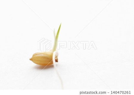 Rice seeds that have germinated and entered the greening stage. Rice seeds that have germinated and entered the greening stage. 140470261