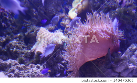Underwater Scene with Sea Anemone and Fish Underwater Scene with Sea Anemone and Fish 140470305