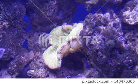 Underwater Coral Reef Scene Marine Life Beauty Underwater Coral Reef Scene Marine Life Beauty 140470306