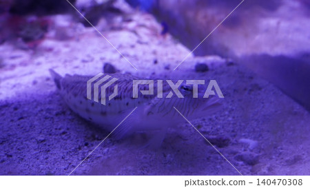 Sand Lizardfish Synodus dermatogenys on Sandy Bottom Sand Lizardfish Synodus dermatogenys on Sandy Bottom 140470308