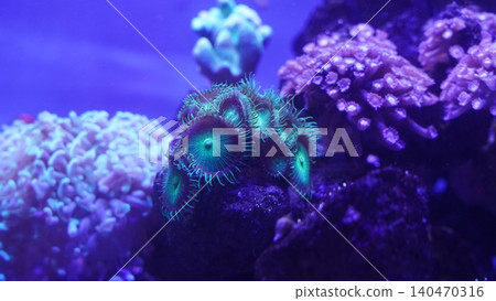 Zoanthid Corals in Aquarium Colorful Reef Scene Zoanthid Corals in Aquarium Colorful Reef Scene 140470316