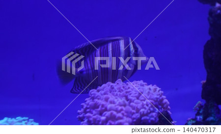 Sailfin Tang Fish Swimming in Aquarium Underwater Scene Sailfin Tang Fish Swimming in Aquarium Underwater Scene 140470317
