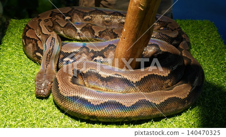 Reticulated Python Coiled on Green Turf Reptile Portrait Reticulated Python Coiled on Green Turf Reptile Portrait 140470325