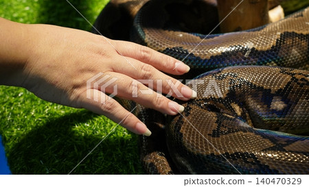 Reticulated Python Close Up with Hand on Scales Reticulated Python Close Up with Hand on Scales 140470329