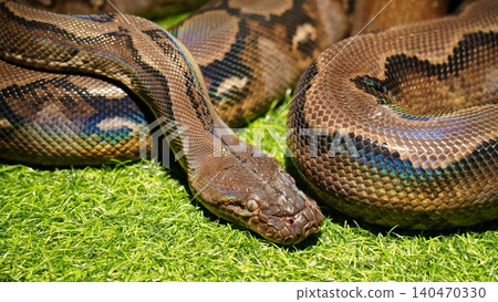 Close up Portrait of a Reticulated Python Snake Close up Portrait of a Reticulated Python Snake 140470330