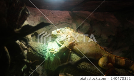 Resting Green Iguana Portrait Reptile Photography Resting Green Iguana Portrait Reptile Photography 140470331